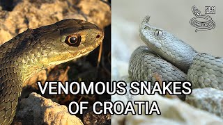 Venomous snakes of Europe  Nosehorned viper and Montpellier snake in Croatia [upl. by Aerdnaek830]