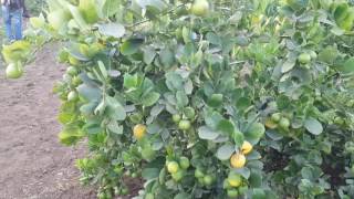 Lemino seedless lemon farming in gandhinagar gujarat India by Baltaru nursery [upl. by Natasha]