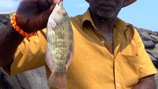 PARROT FISH CATCHING AT INSHORE  Tropical Fish [upl. by Einon948]