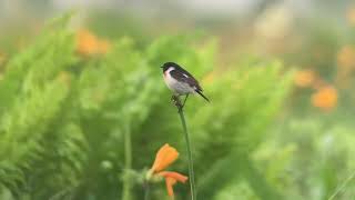 ノビタキ Siberian Stonechat [upl. by Earas]