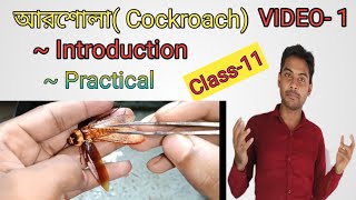 Cockroachআরশোলা  Periplaneta AmericanaIntroduction and Practical Bengali for class 11 [upl. by Hahsia]