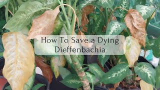 How to Save Dieffenbachia Plant from Dying  Revive a Dumbcane Dieffenbachia [upl. by Nyleikcaj]