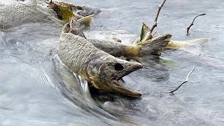 Pink Salmon Run  Squamish British Columbia [upl. by Filberto857]