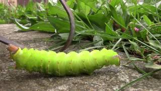 large Luna Moth caterpillar actias luna walks by camera in Autumn [upl. by Nesiaj]