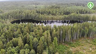 Puun pituudelta suojavyöhykettä  Metsälehti [upl. by Araht673]