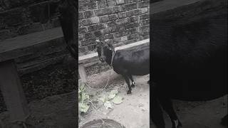 Bishal ka bakrid 🐏shortsvideoviral [upl. by Attenna]