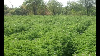 Geranium Oil extraction process जिरेनियम geranium satara [upl. by Iruj]