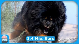 Die TEUERSTEN Hunde der WELT 2018 [upl. by Yelnik]