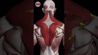 The trapezius muscle anatomy strengthtraining [upl. by Esil]