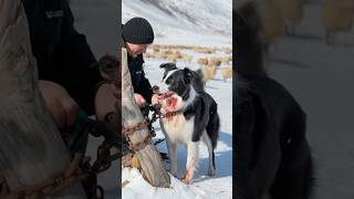 A shepherd rescued a Border Collie from an old chain and took it home to take care of him [upl. by Lemar963]