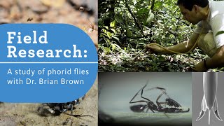 Dr Brian Brown studies the Phorid Flies of Brazil [upl. by Riabuz664]