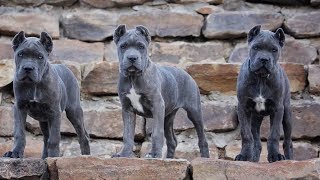 Cane Corso Puppies  How to raise Puppy [upl. by Myca]