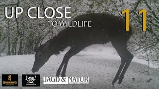 UP CLOSE TO WILDLIFE 11 Wildtiere im Schnee  Wildlife in the snow [upl. by Anidem61]