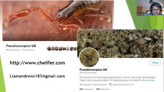 Pseudoscorpion recording in Britain [upl. by Lytsyrk]