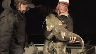 Flathead Catfish Frenzy at Santee Cooper [upl. by Inattirb]