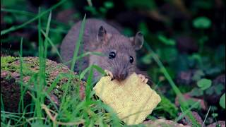 Rats Eating Crackers [upl. by Ahtar]