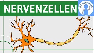 Bau amp Funktion von Nervenzellen  Nervensystem einfach erklärt  Neurobiologie [upl. by Eelatsyrc]