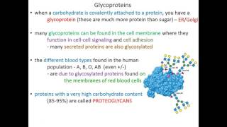 Lecture 10C  Glycoproteins and Lectins [upl. by Nola]