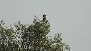 Lanius meridionalis  Alcaudon real  Iberian grey shire [upl. by Solomon]