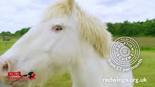 Sponsor a horse pony or donkey at Redwings Horse Sanctuary [upl. by Roddy]