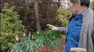 Kniphofia Caulescens A red hot poker with great flowers AND great foliage [upl. by Eyks336]