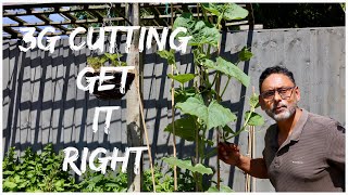 PRUNE BOTTLE GOURD VINE CORRECTLY TO GET HUGE HARVEST How To Prune Bottle Gourd [upl. by Radu]