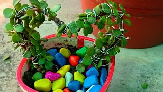 jade plant topiary ytshorts houseplants nature heart shape planterstand gardening [upl. by Aicram]