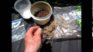 Germinating Palm Seeds Tips [upl. by Bust]