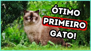 7 Raças de Gatos de Baixa Manutenção Para Tutores de Primeira Viagem [upl. by Helena198]