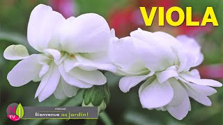 VIOLA VIOLETTES ET PENSÉES  TOUT CE QUE VOUS AIMEREZ SAVOIR SUR CES FLEURS DISCRÈTES MAIS SUPERBES [upl. by Aigneis331]