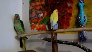 My Alexandrine Parakeet giving speach lessons to Lovebirds [upl. by Mauri]