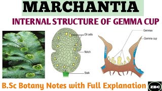 MARCHANTIA  Internal Structure of GEMMA CUP  Bsc Botany Notes with Full Explanation ZBC [upl. by Cesya]