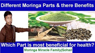 Moringa parts and there benefitsMoringa roots leaves trunk seed benefitmalunggay benefits [upl. by Matthia126]