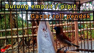 Burung emprit  pipit gacor roll pendek [upl. by Iormina]