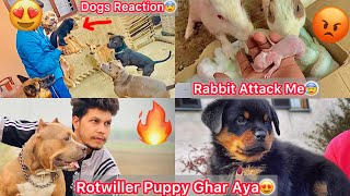 Rotwiller Puppy Ghar Laye Sb Dogs Khush Hogye Dekhta He😍 Rabbit Bacho Ki Vjah Se Attack Krna Lge😰 [upl. by Nacnud]