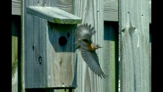 How to build an inexpensive Eastern Bluebird house [upl. by Hopper]