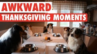 Most Awkward Thanksgiving Moments As Told By Pets [upl. by Arno]