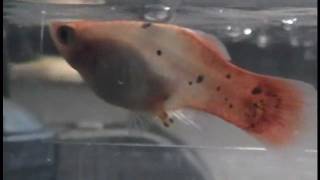 Platy Fish giving birth UP CLOSE 14 births caught on camera [upl. by Engel356]