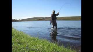 Late summer dry fly fishing for brown trout in Iceland [upl. by Kariv801]