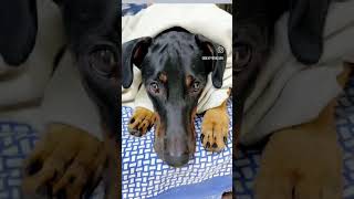 Handsome boy😍 trending ytshorts funny pets song [upl. by Octavia]