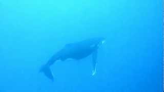 Plongée bouteille rencontre furtive avec une baleine à bosse  Maupiti  Polynésie française [upl. by Nauqet]