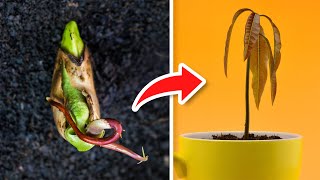 5 TRUCOS Para GERMINAR MANGOS Super RÁPIDO 🥭 [upl. by Aerdnaed]