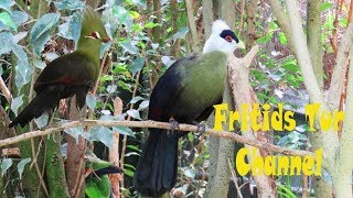 Whitecrested turaco amp Guinea turaco Sings [upl. by Gaylord]