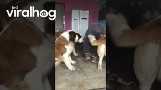 Saint Bernard Puppies Create Giant Pile of Love  ViralHog [upl. by Lesh]