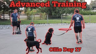 Fully Trained in 14 Days Advanced Obedience Dog Training [upl. by Oicirbaf482]