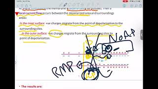 PNS Physiology  Physiology Of Peripheral Nerves  Mutah [upl. by Annekahs]