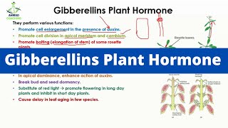 Gibberellins Plant Hormone [upl. by Ingraham]