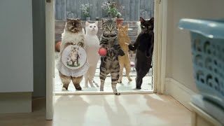 Cravendale Milk  Gangs of Cats with Opposable Thumbs TV Commercial  UK TV ADVERT 2011 [upl. by Egor]