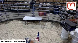 Mize Horse Sale  Mize Mississippi [upl. by Bronny]