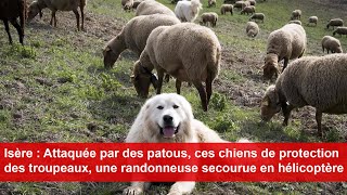 Attaquée par des patous une randonneuse secourue en hélicoptère [upl. by Schwarz359]